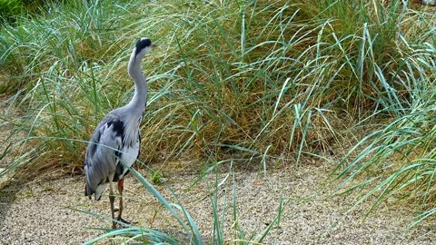 A gray heron stands near the trees at the zoo in Ireland Stock Footage 230173150