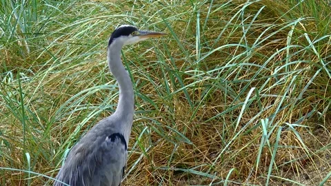 A gray heron stands near the trees at the zoo in Ireland Stock Footage 231155290