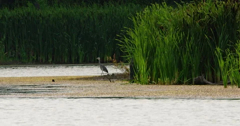 A gray heron stands in shallow pond surrounded by tall reeds and cattails Stock Footage 260085994