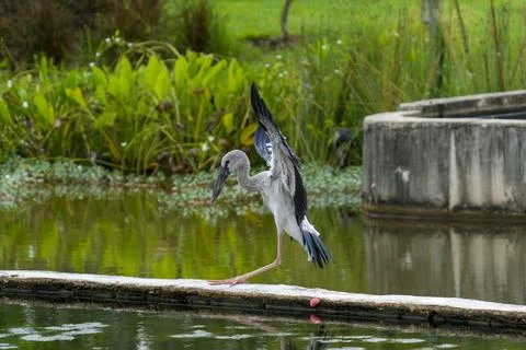 Gray heron stands on water's edge Stock Photos