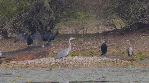 Gray heron surrounded by black flies off from the shore of the lake Stockbeeldmateriaal 161562321