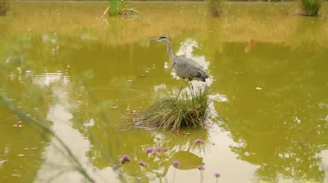 Gray Heron Swamp Stock Footage 931979