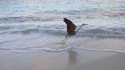 Gray heron takes off from the beach, slow motion 240 fps. Maldives Stock Footage 129108144