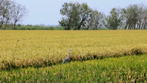 Gray heron takes off in the Delta del Ebro Stock Footage 120464997
