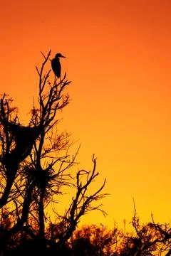 Gray heron on top of a tree at sunset Stock Photos