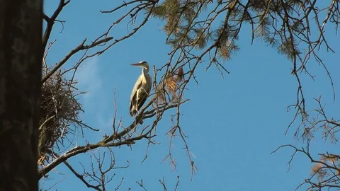 Gray heron on tree branch at spring. Ardea cinerea colony or Heronry or rookery Stock Footage 88931113