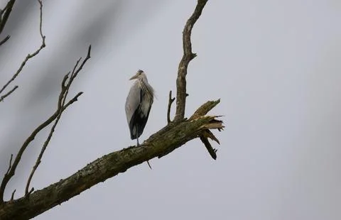 Gray heron on tree, grey sky, gray heron high up on a dead tree Stock Photos