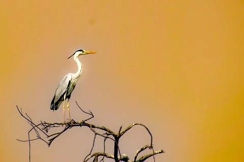Gray heron on tree. Foto stock