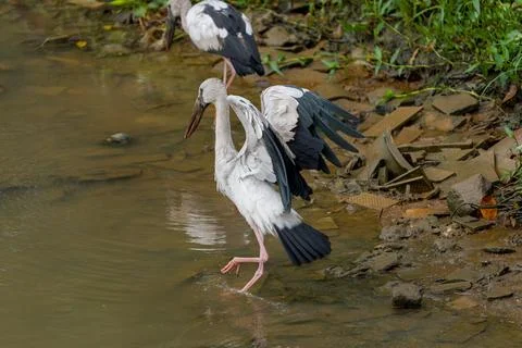 Gray heron wades through shallow, muddy water Stock Photos
