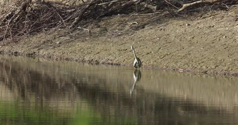 Gray heron wading through the lake and looking for food Stock Footage 258613137