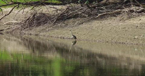 Gray heron wading through the lake in sunny summer day Video stock 258613680