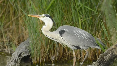 Gray heron waiting 库存影片 134691410