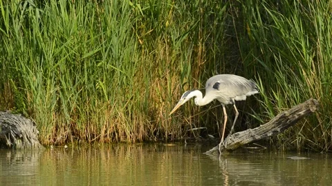 Gray heron waiting 库存影片 135314415
