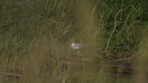 Gray heron waiting for prey, 4K slomo Stock Footage 245078785