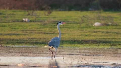 Gray heron walks by the lake Stock Footage 262959398