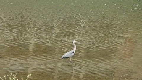 Gray heron walks by the river Vidéo 244397006
