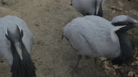 Gray Heron walks in the swamp Stock Footage 73783839