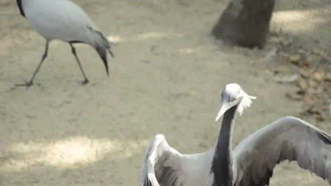 Gray Heron walks in the swamp Stock Footage 74510554