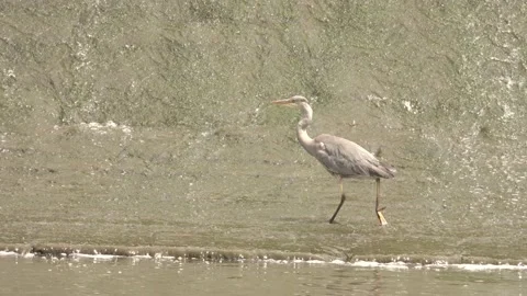The Gray Heron walks at the weir Stock Footage 157340391