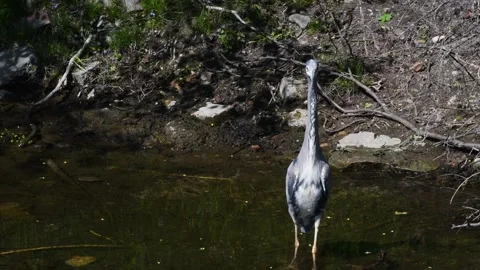 Gray Heron in Western Ditch in Citadel Park in Berlin Spandau, Germany Stock Footage 137757906