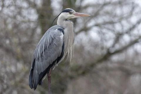 Gray heron in wilderness Stock Photos