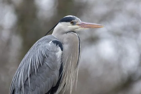 Gray heron in wilderness Stock Photos