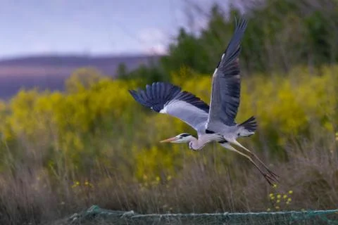 Gray heron with wings spread flying over the meadows in Rodopi, Greece Stock Photos