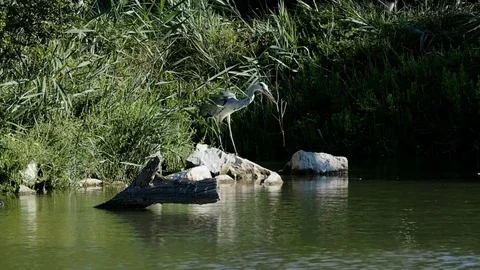 Gray heron working a twig in 4k Stock Footage 94734500