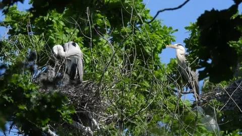 Gray herons (ardea cinerea) at the nest with little chicks in the tree.  Stock Footage 162235530