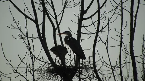 Gray herons mate in their nest 4K - Italian nature Video stock 125577302