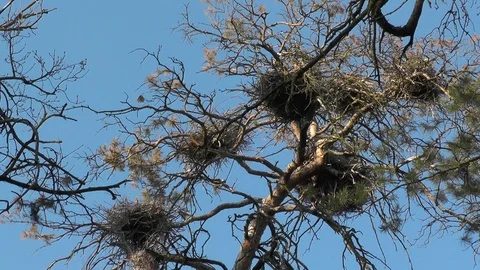 Gray herons over nests with loud cries in colony. Ardea cinerea Heronry rookery Stock Footage 88971005