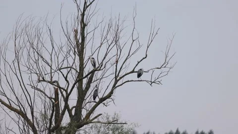 Gray herons sit on a tree, cloudy day, 4K slomo Stock Footage 169784850