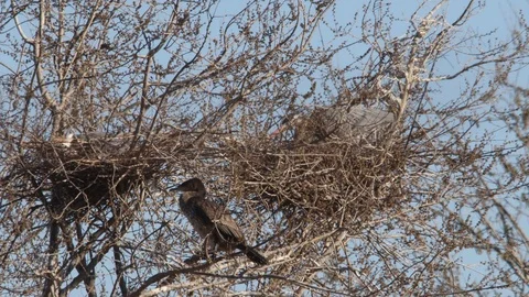 Gray herons in their nests 4K - Italian nature Video stock 125582796