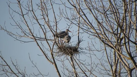 Gray herons in ther nests  4K - Italian nature Video stock 125574570