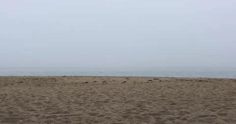 Gray Horizons: A Stormy Seaside Stock Footage 307446824