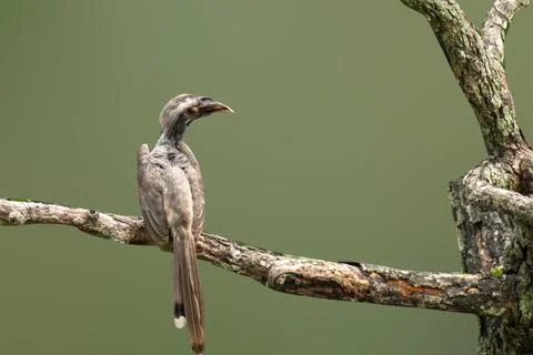 Gray horn bill Stock Photos