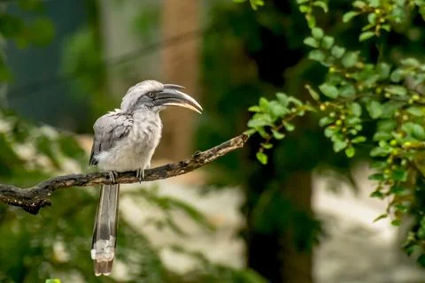Gray hornbill on tree Foto stock