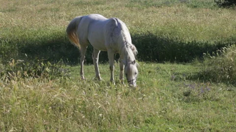 Gray horse with a braid in a mane is grazed on a green meadow Video stock 42971477