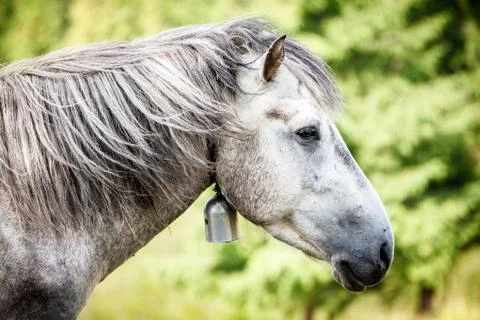 Gray horse in carpathian mountains. Foto stock