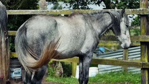 GRAY HORSE IN THE CLOSE Stock Footage 75329051