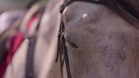 Gray horse eye and face with bridle Vidéo 342768566