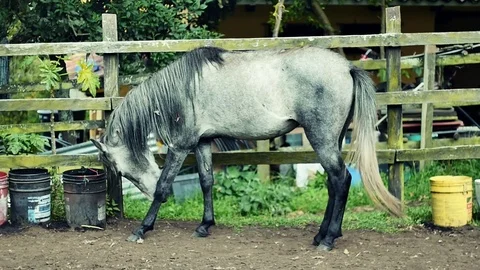 Gray horse in the field Stock Footage 75328741