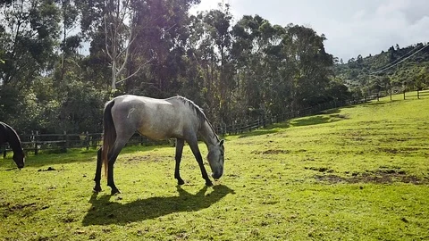 Gray horse in the field Stock Footage 75328925