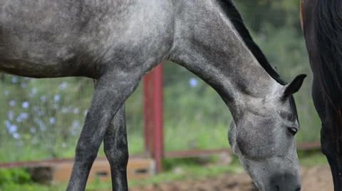 Gray horse Stock Footage 54047955