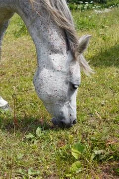 Gray horse grazing in a field Stock Photos