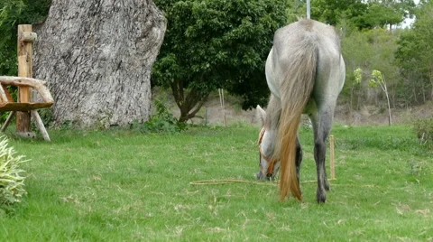 Gray horse is grazing grass Stock Footage 66189785