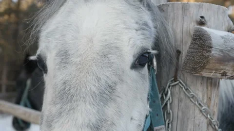 Gray horse is looking on you Stock Footage 85953254