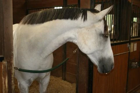 Gray Horse Foto stock