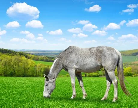 Gray horse Stock Photos