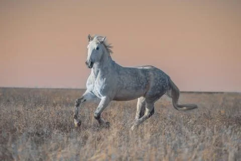 Gray horse run Stock Photos